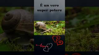 Le lumache e il loro super potere la bava! #shorts #CuriositàLumache #AnimaliStrani #VitaDaLumaca