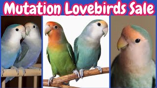 Love Birds Price 2022 😍🤩 | Parrots Price In Pakistan  | Khan Birds Collection