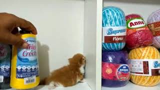 Resenha 2 kkk pérola a minha mascote