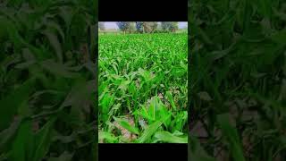 Coran ka Rate bhary ga#foryou #viralvideo #agriculture