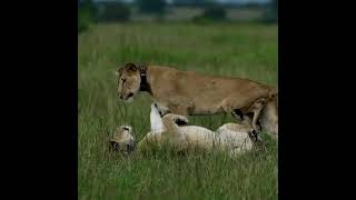 look at how lions pursued each other to have sex#tour Uganda@vist karamoja@+256775927484