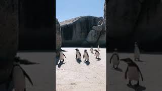 A weddle of penguins #penguin