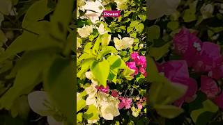 Flowers #shorts #short #youtubeshorts #shortsvideo #subscribe #viralshort #instagram #trending #reel