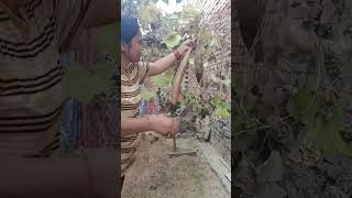 Aaj Maine free main harvest kiye tori ke beej 🥰 #ytshorts #kitchengarden #plants #harvesting