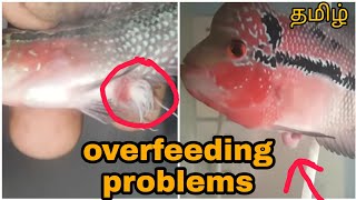 Overfeeding problems  in flowerhorn fish Explained  | தமிழ் | Aquapets & farm