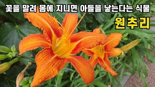 꽃을 말려 몸에 지니면 아들을 낳는다는 식물