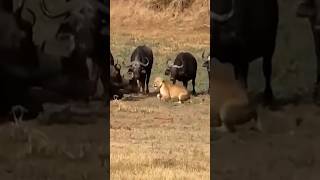 Lion Attack Fail #viral #viralvideo #video #animals #funny #funnyvideo #lovelyanimals #lovelypet