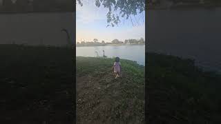 chasing ducks