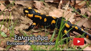 Σαλαμάνδρα (Salamandra salamandra) - European Fire Salamander