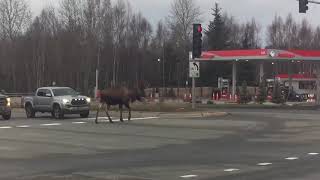 Pedestrians and cars sharing the road!