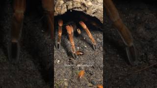 🍽️ Luring tarantula out of the burrow, Abdomegaphobema mesomelas feeding