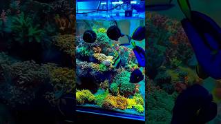 coral reef #shorts #aquarium #trending