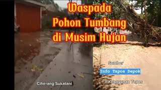 Pohon Tumbang di Tapos dua lokasi | Waspada di Musim Hujan