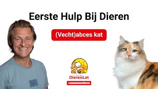 Hoe behandel je een (vecht)abces bij een kat?