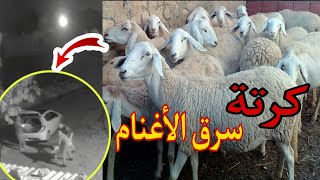 أجو تشوفو شفارة سرق الأغنام ليلا 🐏🐑  | سرق الموشي |