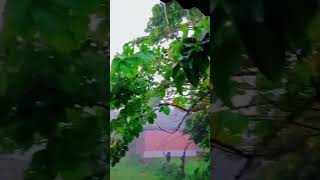 রিমঝিম ধারাতে☔☔###