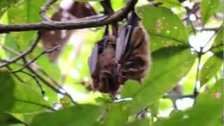 Murcielago Frugivoro - Colombian Fruitbat