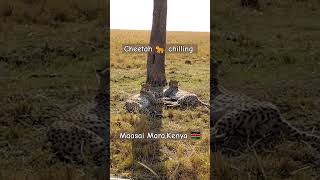 #wildlife of #kenya #adventure #travel #photography #wild #animals #cheetah #cheetas #halfmaasai