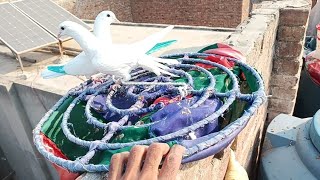 Paby pigeon ko Chhatri per bandhne ka Sahi tarika #masadbirds