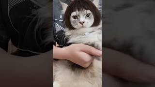 Kucing Memakai wig❤️ Lucu #Shorts #viral #trending #tiktok #gaming #Cats