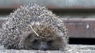 Rescuing hedgehogs from dangerous situations in the wild | Animal rescue compilation