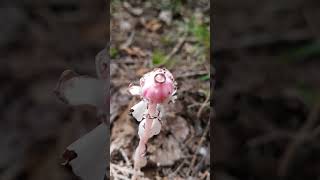 Pink Flamingo Plant Monotropa Uniflora