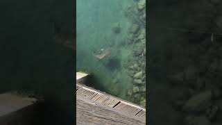 Pacific Angel Shark Catch In Dana Point Harbor