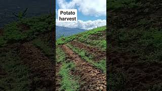 Harvested Potatoes! #agricoolture