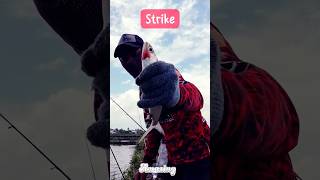 Strike #mancing #viral #strike #mancingbandeng #ikan #ikanbandeng