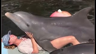 The Majestic World of Dolphins: A Breathtaking Journey - josesea