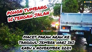 Macet Parah‼️Nih Gaes Ada Pohon Tumbang Di Sepanjang Jalan Arah Ke Tanggul Jember, 6 November 2024