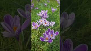 A rabbit has eaten all of our crocus flowers 😭💜 #cottagecore