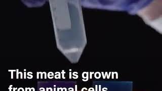 Lab grown chicken meat without Slaughtered Animals prepare from animal cells Thankfull to science.