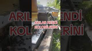 bal arıları kolononiyinnasıl tanır