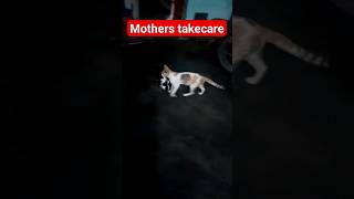 Angry mother carry her kitty #shorts #cat #video #amazing