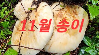 11월 송이버섯