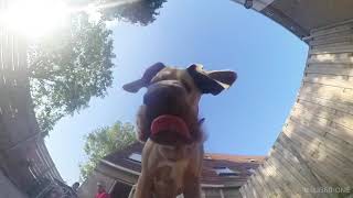 Insta360 ONE testing with our danes and cat on tripod