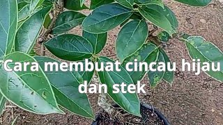 part1cara gampang membuat cincau hijau dan cara stek