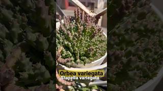 Orbea / Stapelia variegata #Shorts