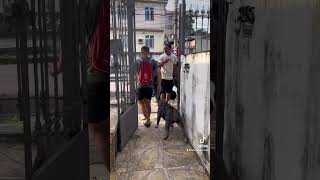 American Bully’s de 40kg que puxavam muito no passeio #shorts