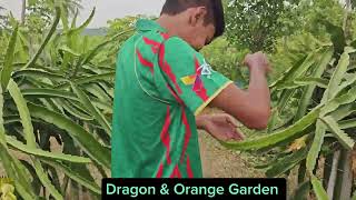 Dragon & Orange Garden। ড্রাগন এবং লেবুর বাগান #dragon #orange #garden #village #agriculture #fruit