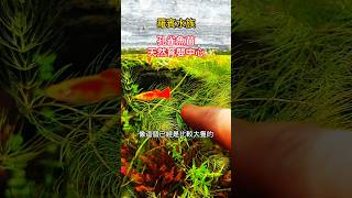 孔雀魚的育嬰中心 金魚藻