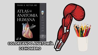 Coloreando y Repasando ANATOMÍA DEL HOMBRO