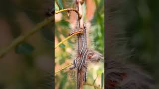 Group of Caterpillars aggregating together. read description for more info#reels