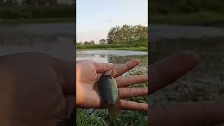 Mancing cupang dan papuyu /betok #short #mancing #cupang