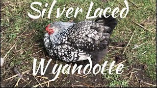 Chicken Breed Profile- Silver Laced Wyandotte