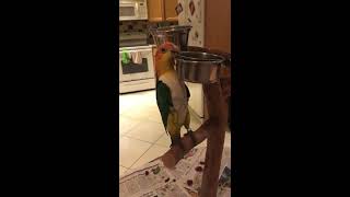 caique parrot trying to throw her water bowl and failing