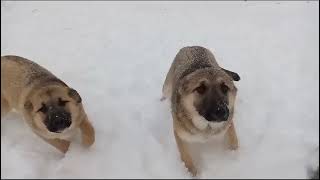 Малыши очень ждут своих хозяев.