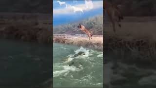 Dog jump over a pond fill with crocodile #shortsvideo