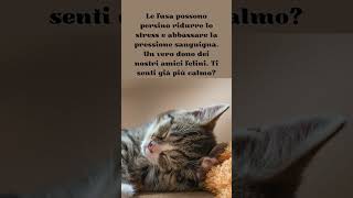 I Gatti Hanno la Chiave per il Benessere? #shorts #curiosità #amicifelini #pets #cute #kitten